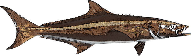 Cobia Deep Sea Fishing